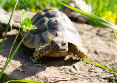 Schildkröte Frieda